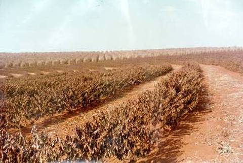 Região de Londrina (PR) durante a geada de 1975