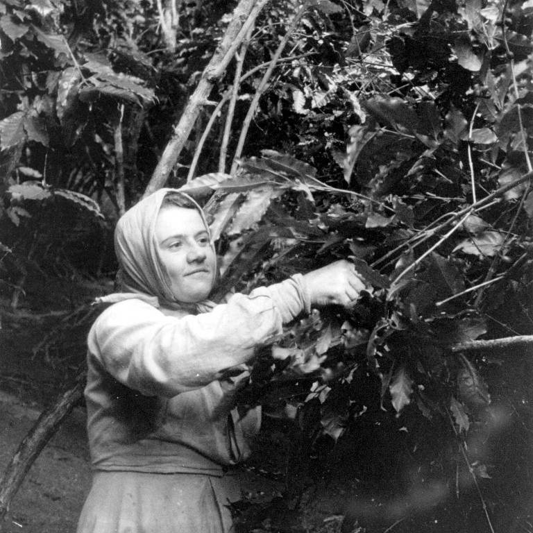 A imagem em preto e branco mostra uma mulher em um ambiente natural, cercada por plantas e folhas. Ela está usando um lenço na cabeça e uma blusa de mangas longas, enquanto segura e colhe folhas de uma planta. O fundo é composto por vegetação densa, sugerindo um local rural ou uma plantação.