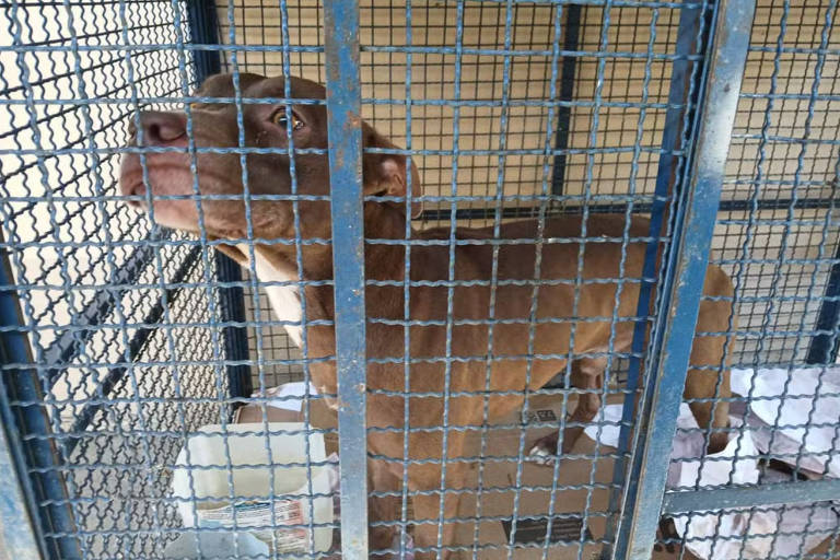 A imagem mostra um cachorro de cor marrom claro, possivelmente um pit bull, dentro de uma gaiola. O cachorro está em pé, com a cabeça levantada e olhando para fora da gaiola. O fundo é uma grade metálica e o chão da gaiola parece ter alguns panos ou cobertores.