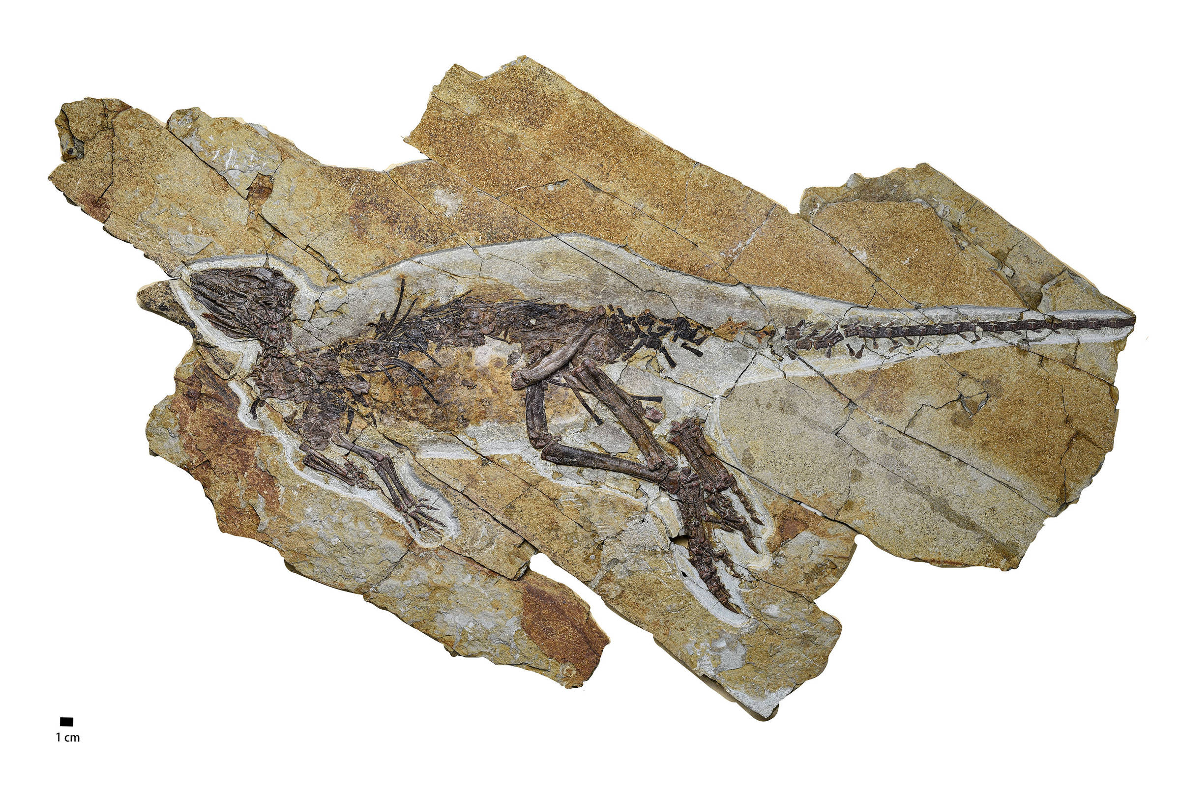 Fóssil de dinossauro encontrado na China tem garganta semelhante à das aves