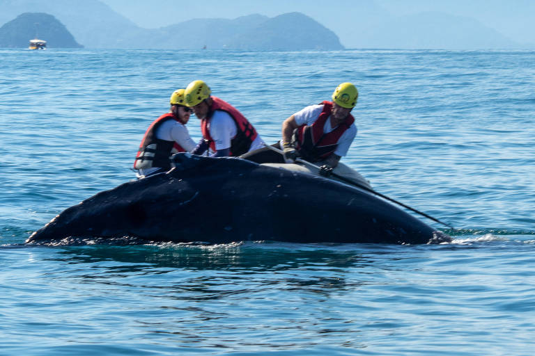 Jubarte volta a ficar presa em rede de pesca; vídeo mostra resgate em Ubatuba (SP)
