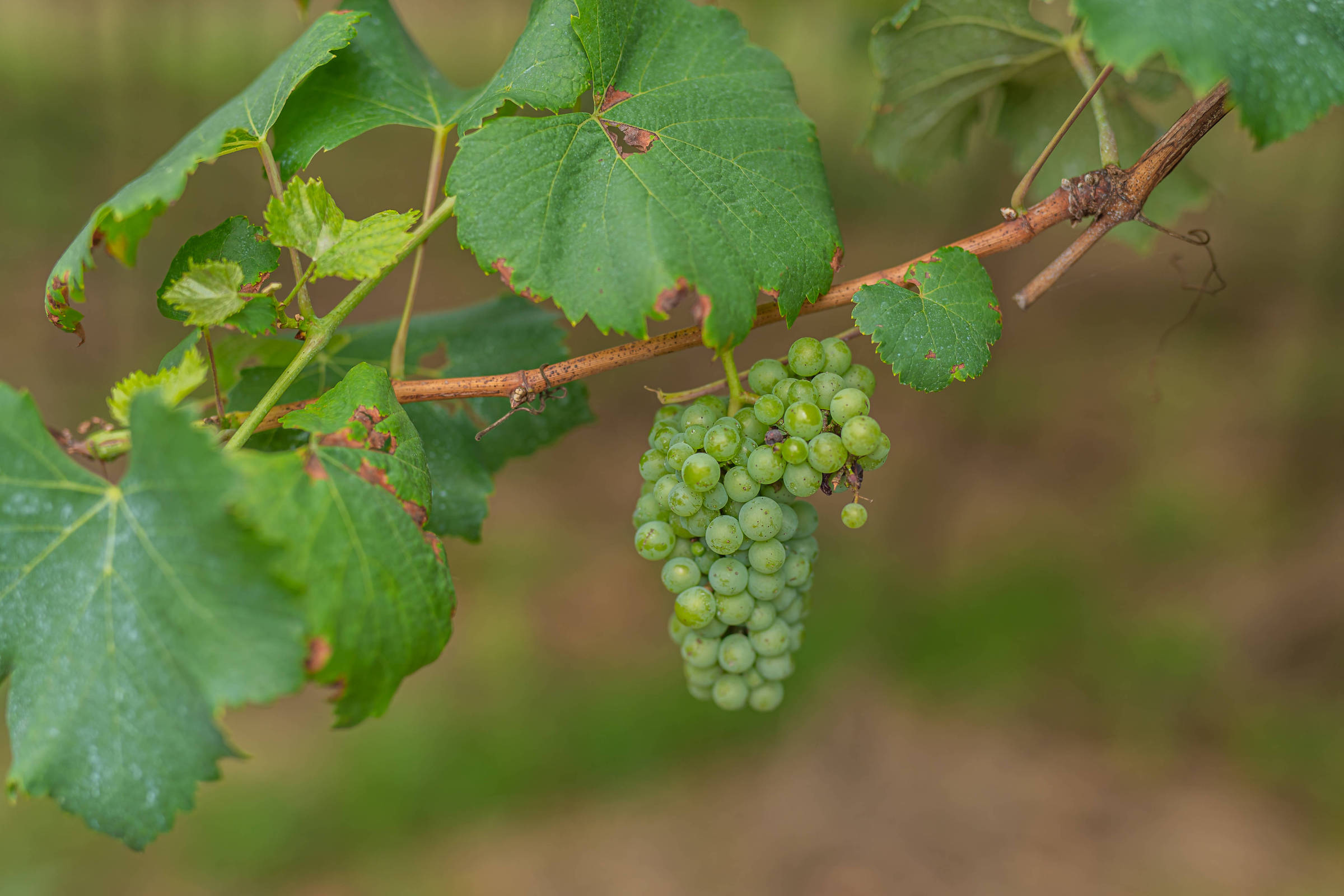 Valor bruto da produção agropecuária cai no campo no próximo ano
