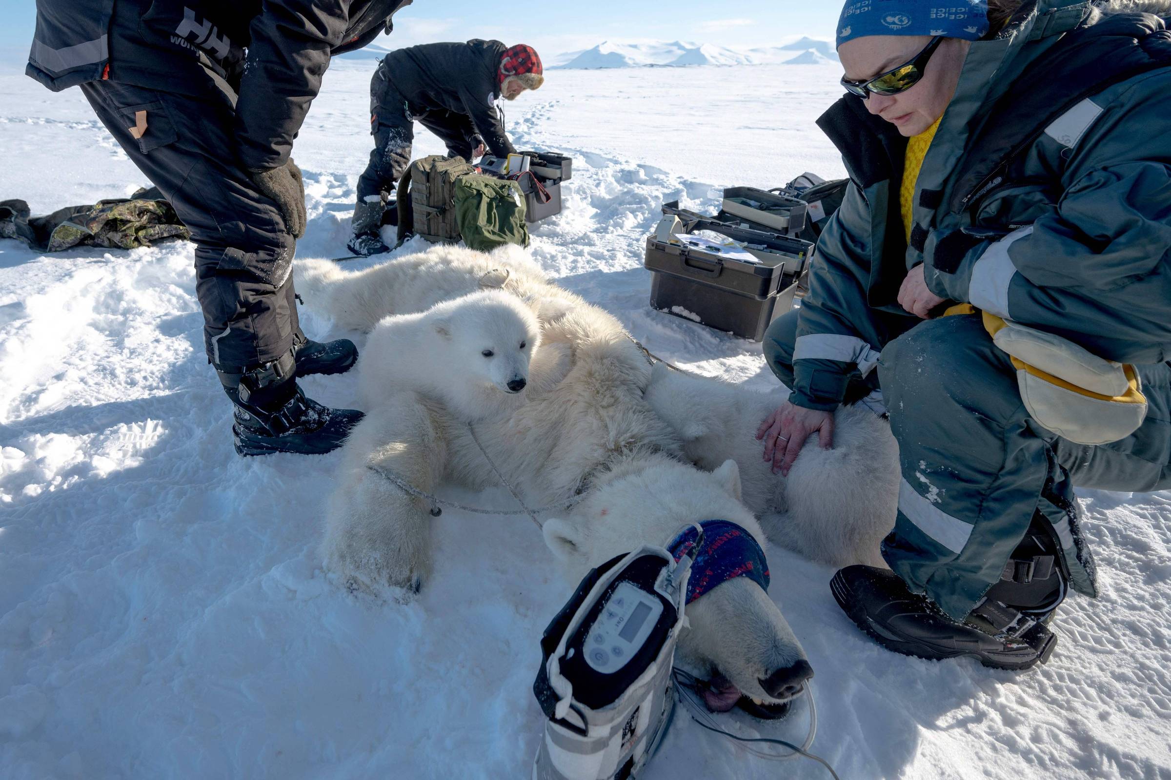 Com helicóptero, quebra-gelo e dardos, cientistas rastreiam urso-polar no Ártico