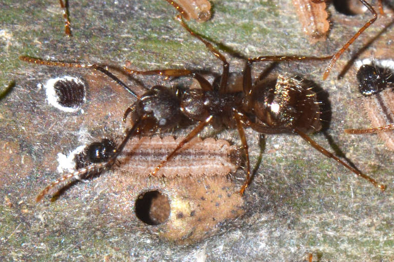 A imagem mostra uma formiga em close, com corpo escuro e brilhante, sobre uma superfície de madeira. Ao fundo, há pequenos buracos e marcas que parecem ser de insetos. A formiga está posicionada de lado, permitindo ver suas antenas e pernas.