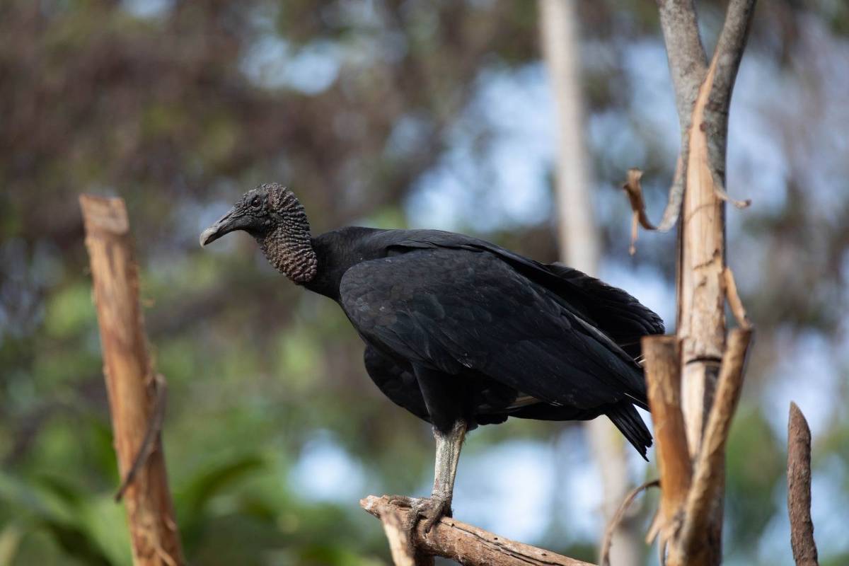 Urubu lidera ranking de colisões graves em aviões, mostra guia de aviação