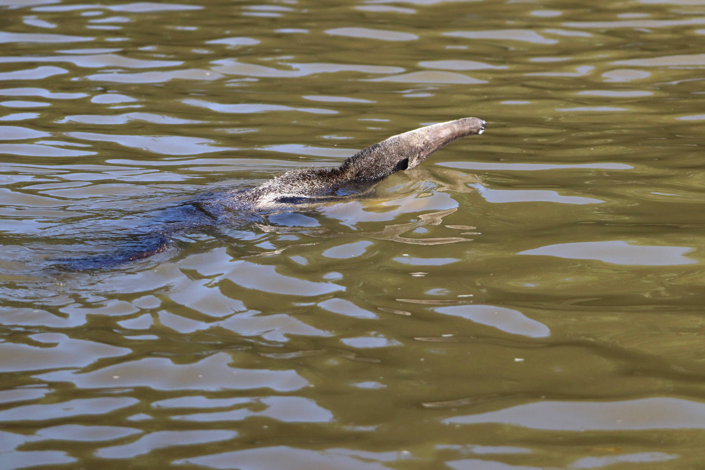 Tamanduá-bandeira é registrado atravessando rio no pantanal
