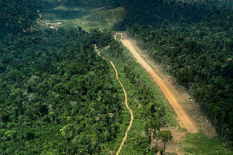 Indígenas pedem que governo brasileiro confirme presença de povos isolados na Amazônia