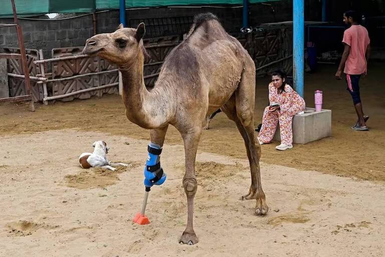 Dromedária caminha novamente com ajuda de prótese após sofrer ataque no Paquistão