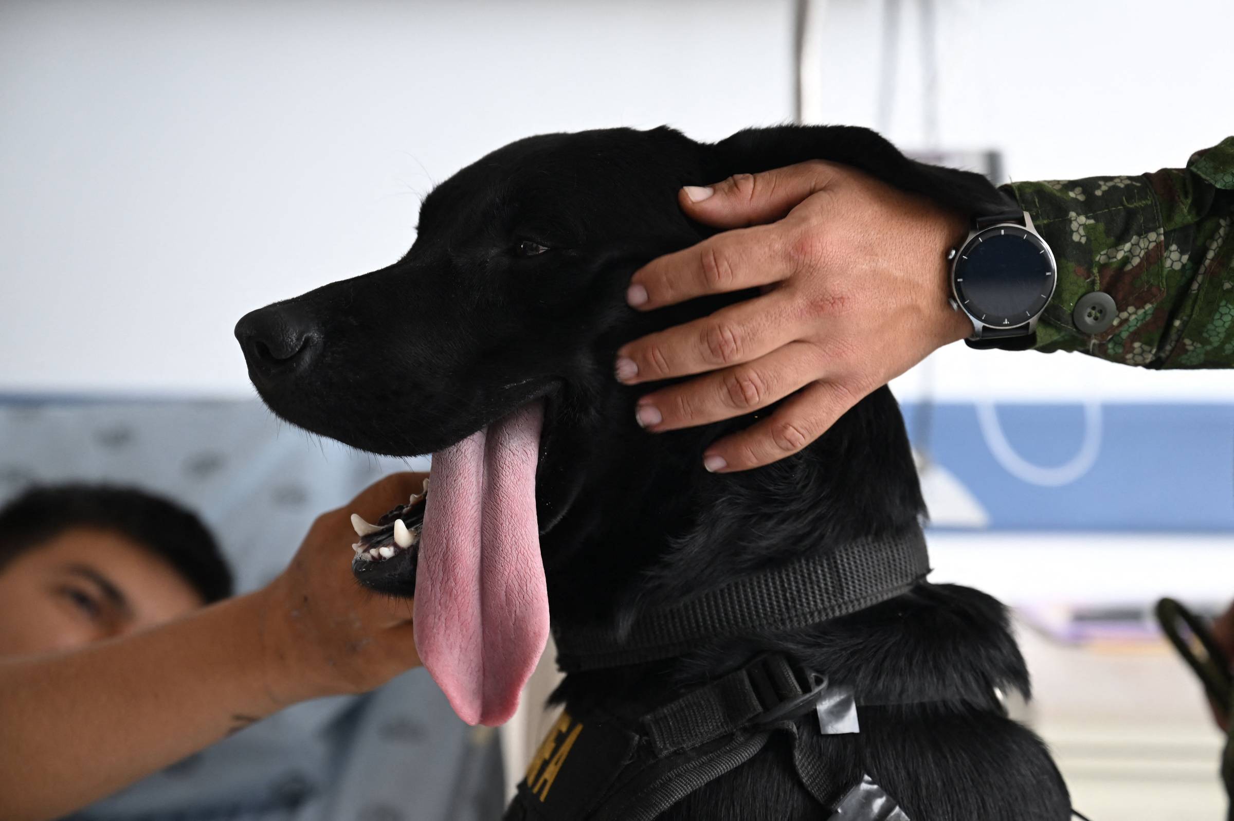 Cães terapeutas ajudam soldados feridos em hospital da Colômbia