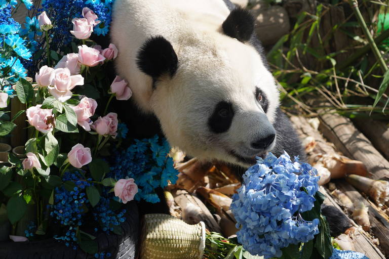 Um panda gigante está cercado por flores coloridas, incluindo rosas cor-de-rosa e flores azuis. O panda está cheirando uma flor azul, com um fundo de vegetação e troncos de madeira visíveis.