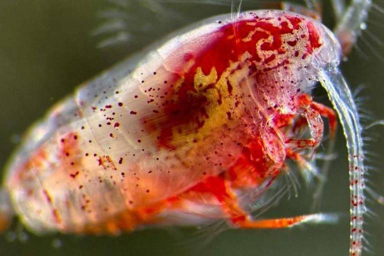 Os animais minúsculos que estão ajudando a reduzir o aquecimento global