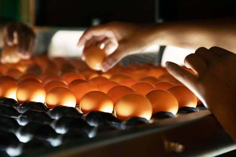 Brasileiro consome 288 ovos por ano e está no topo dos dez mais do mundo