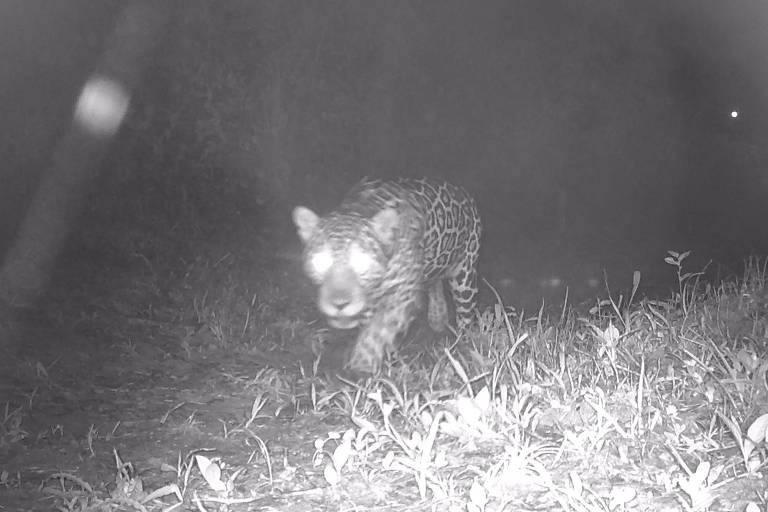 De foto toont een jaguar die zich in een nachtelijke omgeving beweegt, vastgelegd door een bewakingscamera. De jaguar is zichtbaar in een lichte tint en steekt af tegen de donkere vegetatie. De belichting van de camera onthult de vlekkenpatronen van het dier, terwijl de omringende vegetatie diffuus en slecht verlicht is.