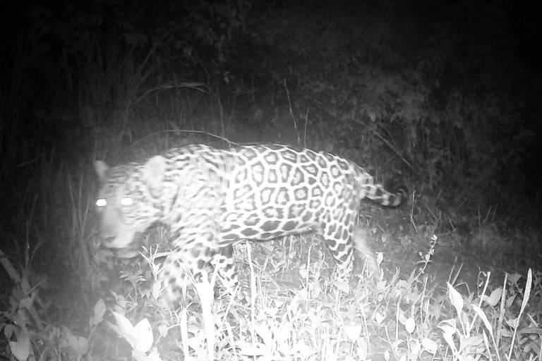 De foto toont een jaguar die zich in een nachtelijke omgeving beweegt, vastgelegd door een bewakingscamera. De jaguar is zichtbaar in een lichte tint en steekt af tegen de donkere vegetatie. De belichting van de camera onthult de vlekkenpatronen van het dier, terwijl de omringende vegetatie diffuus en slecht verlicht is.
