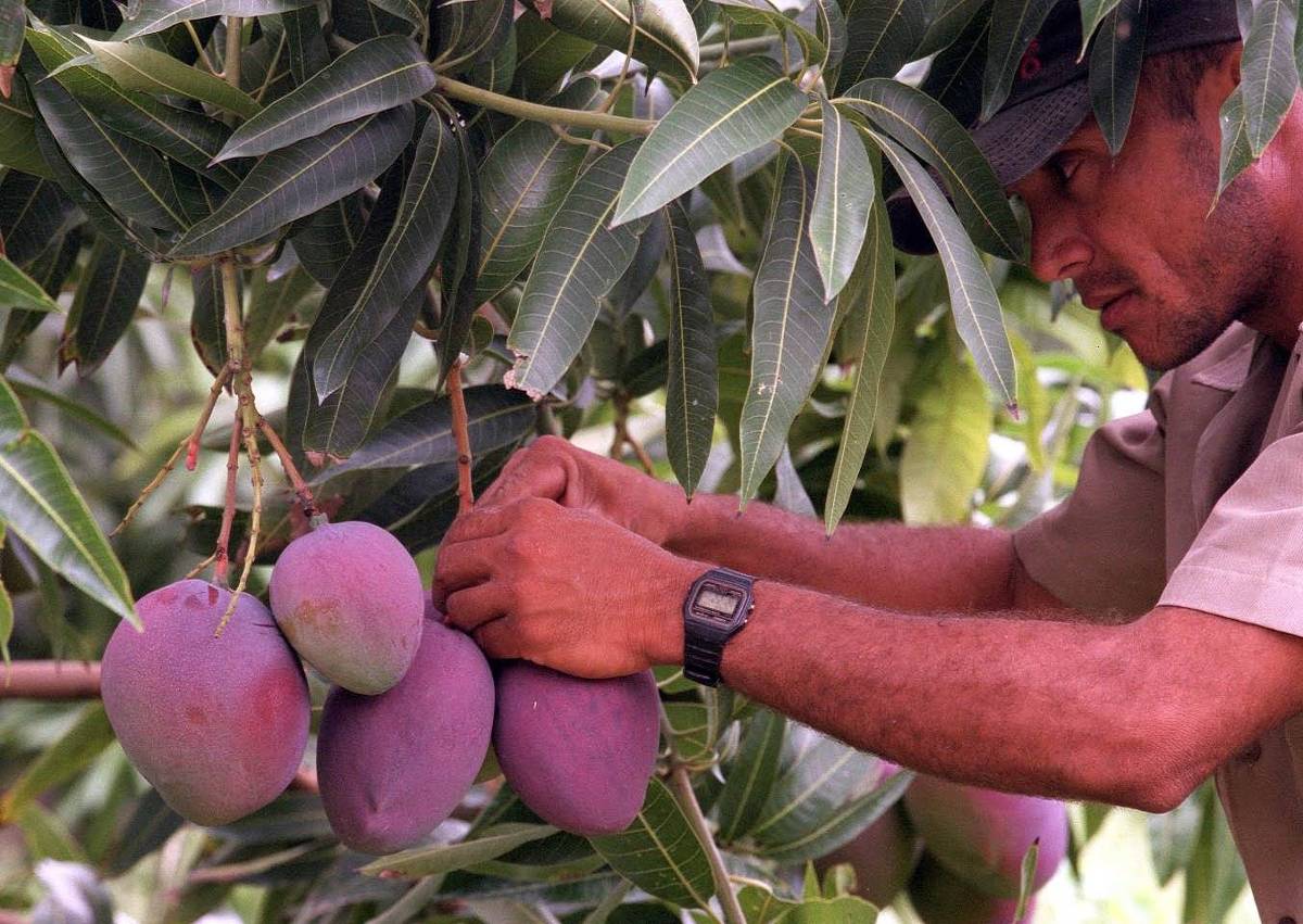 Apareceu: Manga apodrecerá no pé se tarifa para EUA ficar acima de 15% em agosto, diz setor