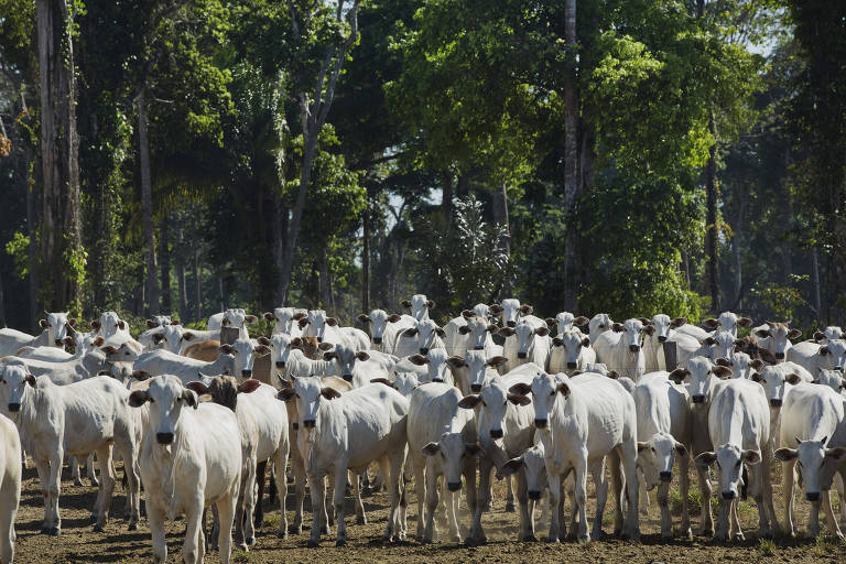 A imagem mostra um grande rebanho de gado, predominantemente de cor branca, em uma área de pastagem. Ao fundo, há árvores verdes e uma vegetação densa, indicando um ambiente rural. Os animais estão agrupados, com alguns se destacando mais à frente, enquanto outros estão mais ao fundo.