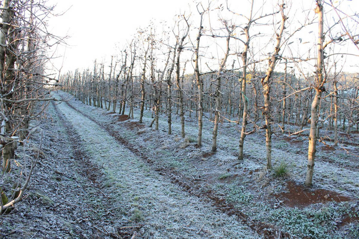 O inverno rigoroso faz bem para a produção de maçã na região Sul