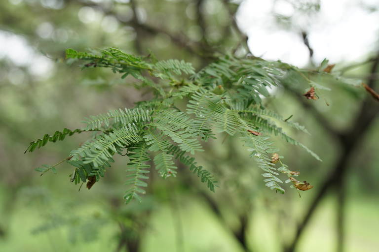Folhas de jurema-preta (Mimosa tenuiflora), planta da caatinga que contém o psicodélico DMT