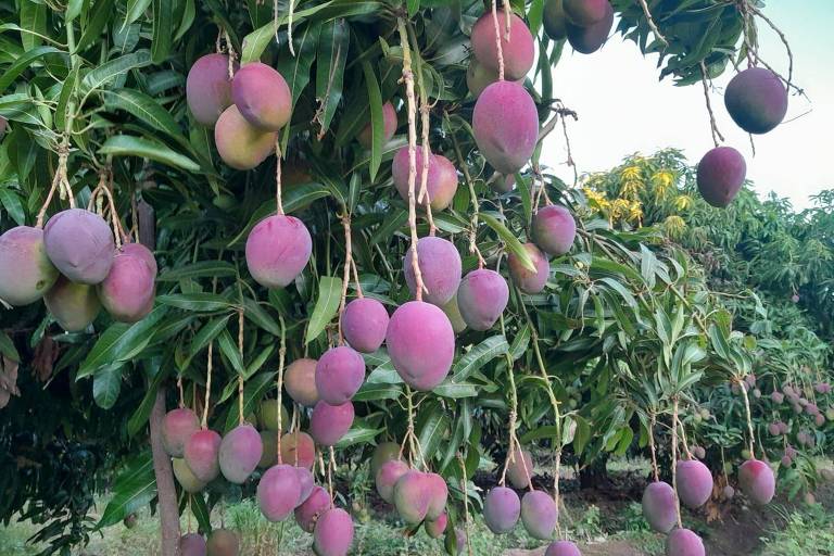 Uma árvore de manga carregada com frutos. Os mangas são de cor roxa e verde, pendendo dos galhos. O fundo apresenta mais folhagem de árvores.