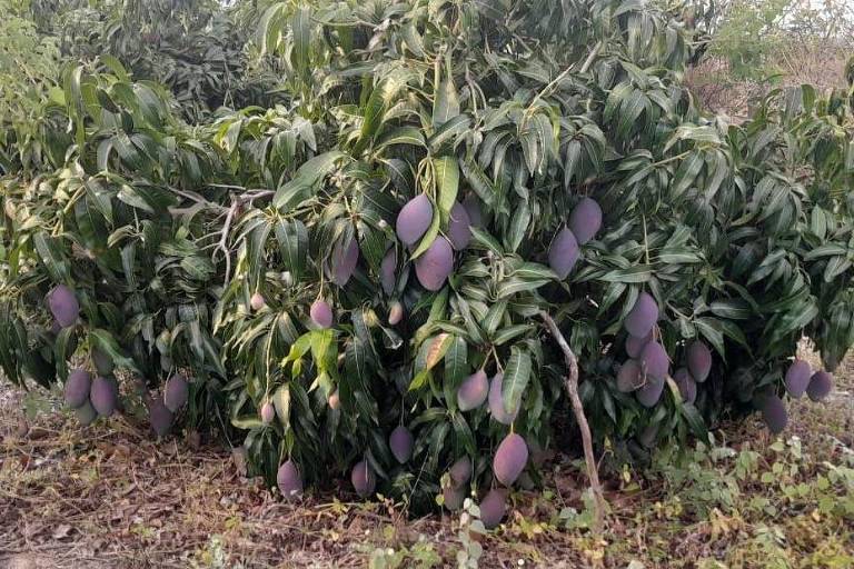 Uma árvore de mangaba com muitos frutos pendurados. Os frutos são de cor roxa e têm uma forma ovalada. A árvore é densa, com folhas verdes escuras, e o solo ao redor é coberto por vegetação rasteira.
