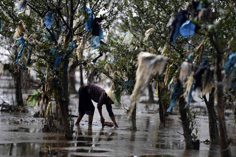 A imagem mostra uma pessoa agachada em um manguezal, recolhendo conchas do solo. Ao redor, há árvores de mangue com plásticos e outros resíduos pendurados em seus galhos. O ambiente está alagado, refletindo a água no chão.