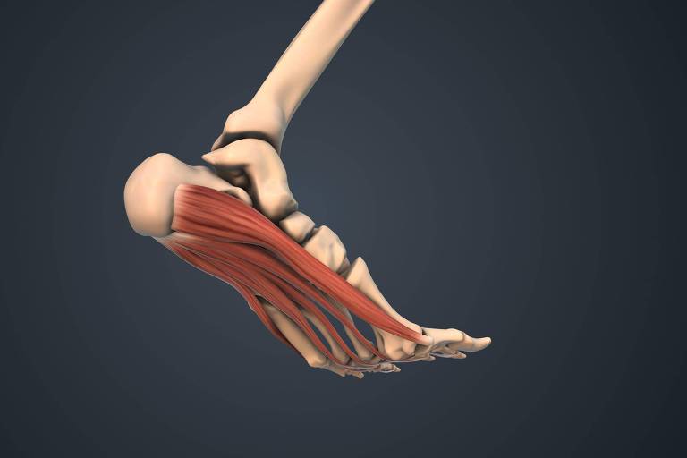 A imagem mostra uma representação anatômica de um membro inferior, focando na parte do pé e tornozelo. É possível ver os ossos e músculos, com destaque para os músculos que se estendem ao longo do pé. O fundo é de cor escura, o que destaca a estrutura anatômica.