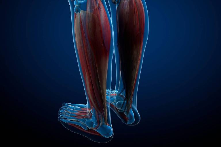 A imagem mostra uma representação anatômica das pernas humanas, destacando os músculos e articulações. Os músculos são exibidos em cores vermelha e azul, com um fundo escuro que contrasta com a estrutura muscular. A perspectiva é lateral, permitindo a visualização dos músculos da panturrilha e da coxa, além das articulações do joelho e tornozelo.