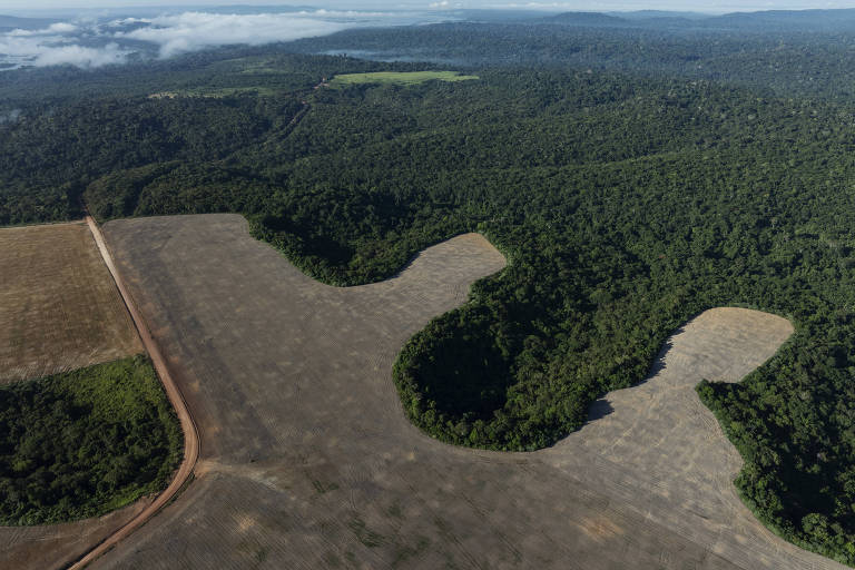 Brasil perdeu equivalente ao território da Bolívia em áreas naturais desde 1985, diz Mapbiomas