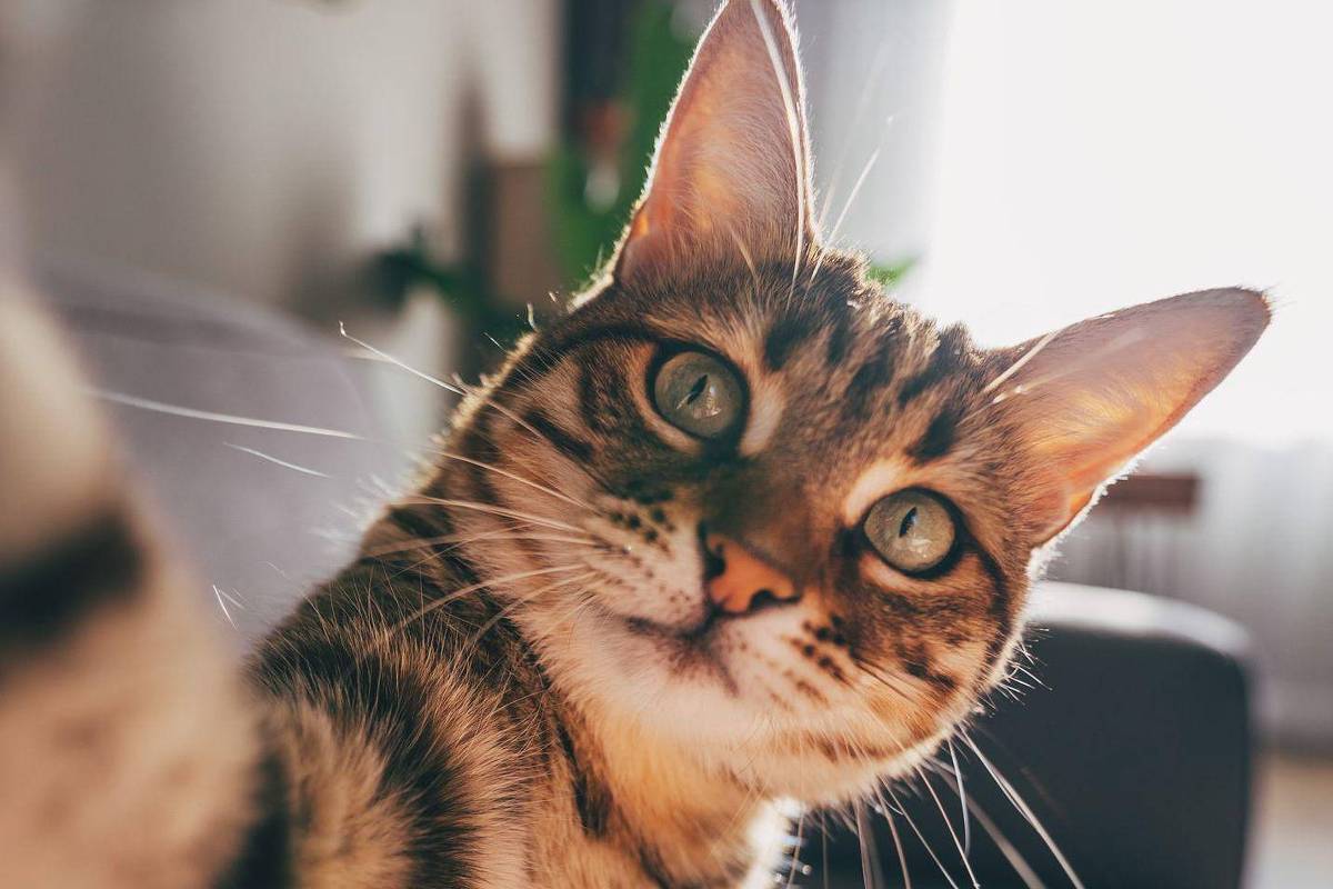Como gatos com demência podem ajudar a encontrar cura para o Alzheimer