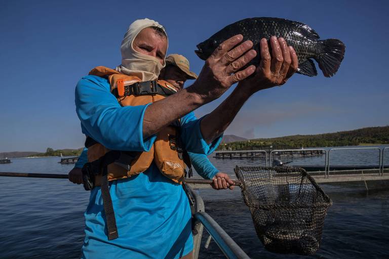 Setor do pescado no Brasil sofre como poucos com tarifaço de Trump
