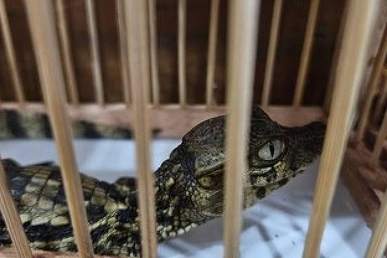 Ibama encontra caranguejos, jacarés, saguis e jiboia em feira no Rio