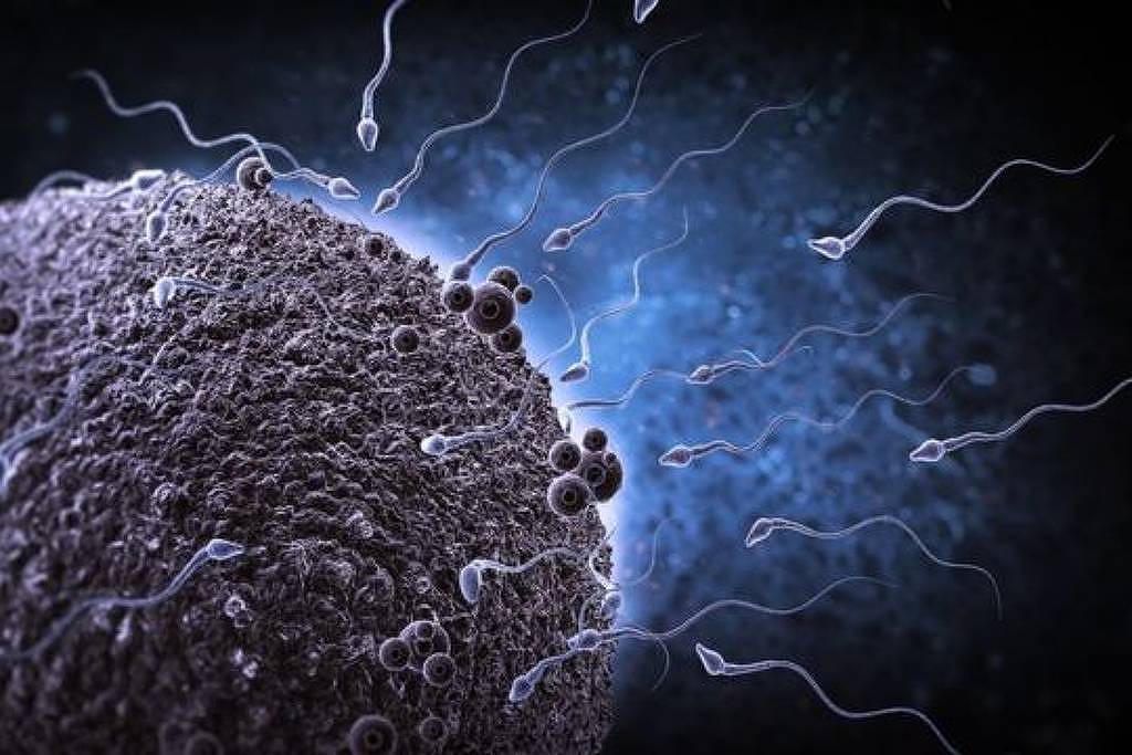 Falta de proteína na gravidez e lactação pode comprometer viabilidade de espermatozoides