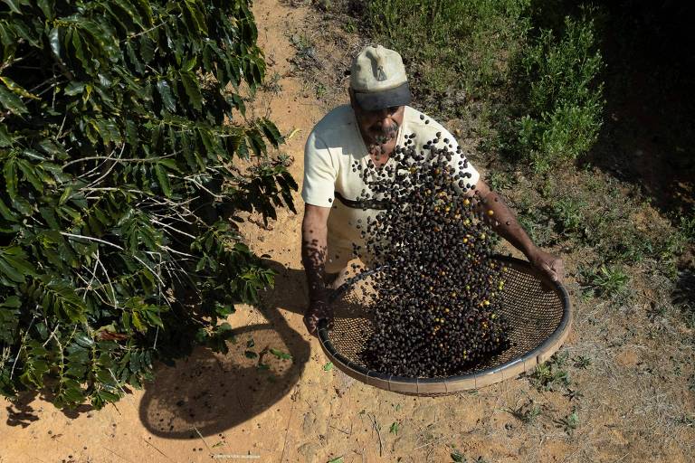 Empresas dos EUA que compram café do Brasil dizem que não devem renovar contratos