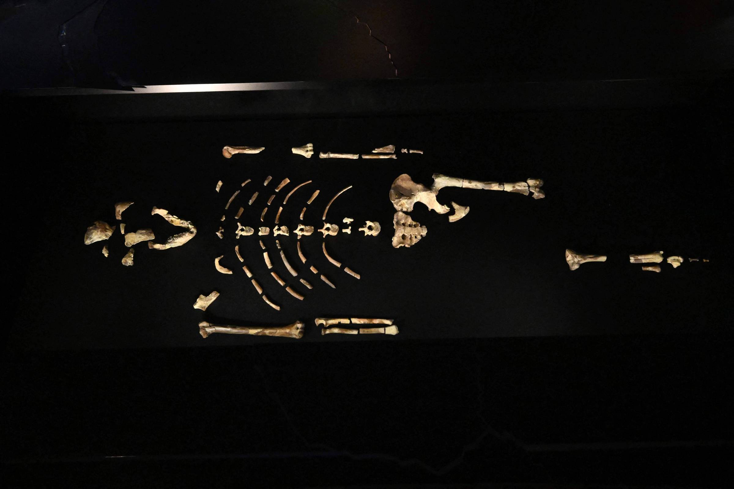 Lucy, ícone da evolução humana, é exposta pela primeira vez na Europa