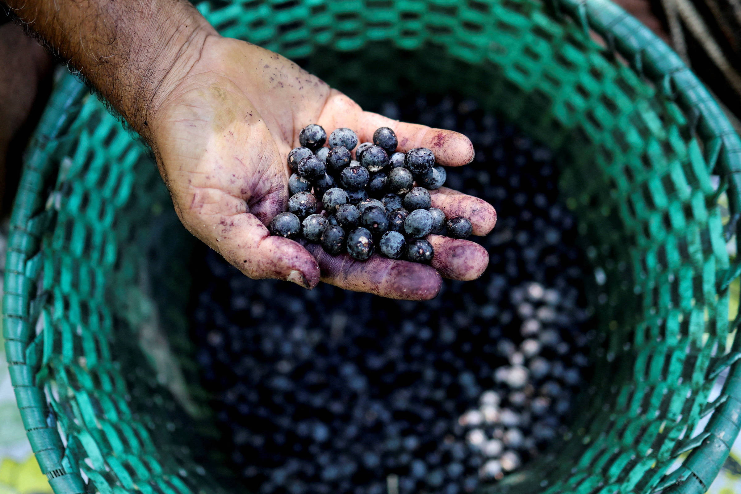 Governo comprará açaí, pescados e castanhas por causa do tarifaço, mas carne e café ficam de fora; veja lista