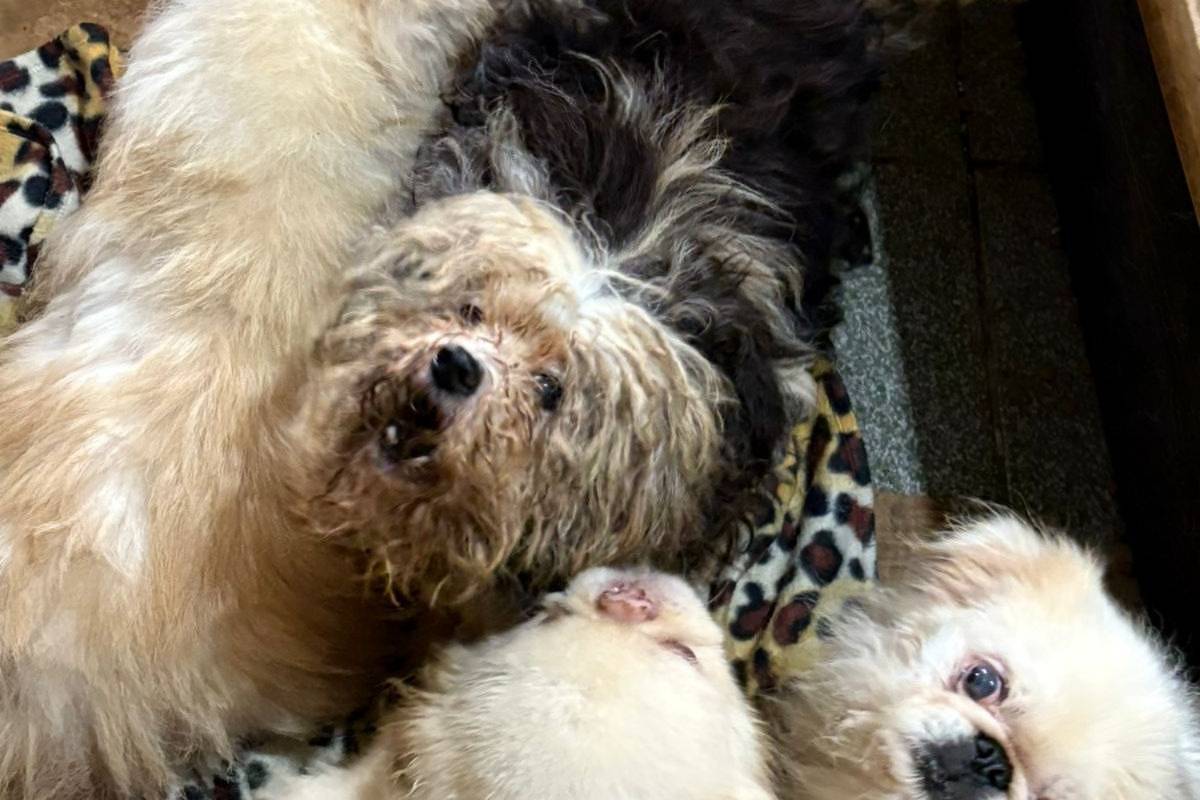 Polícia encontra 125 animais em situação precária em ONG de Mairiporã (SP)