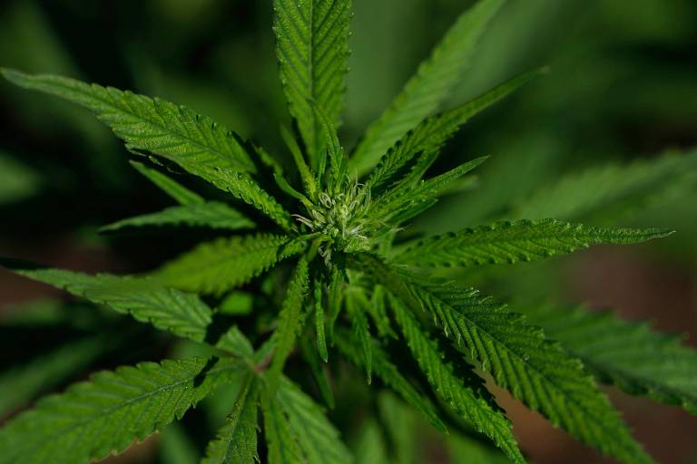 Usuário flagrado com até 40 g de maconha terá de comparecer a centro de atendimento em 30 dias