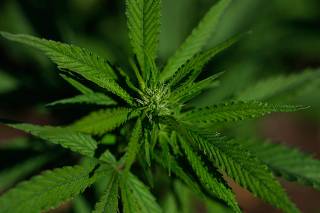 Trump Administration Considers Reclassifying Marijuana As A Less Dangerous Drug