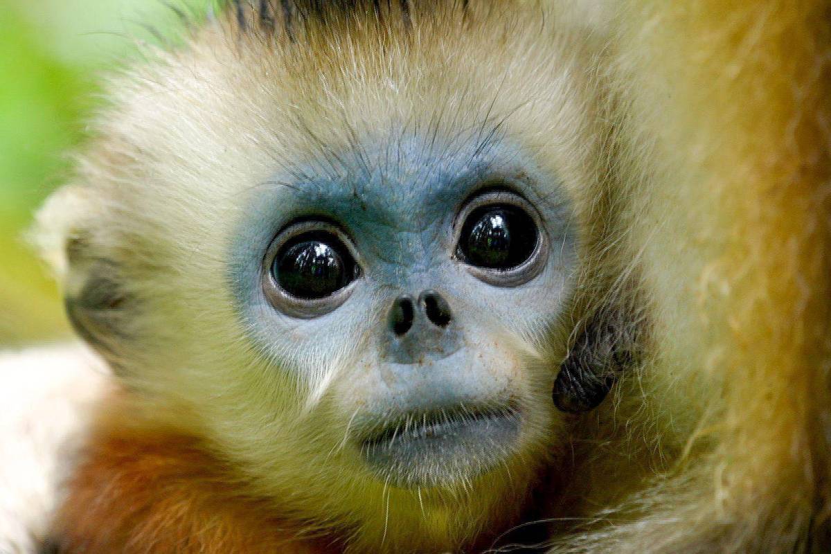 A batalha para salvar o raro macaco de nariz arrebitado da China