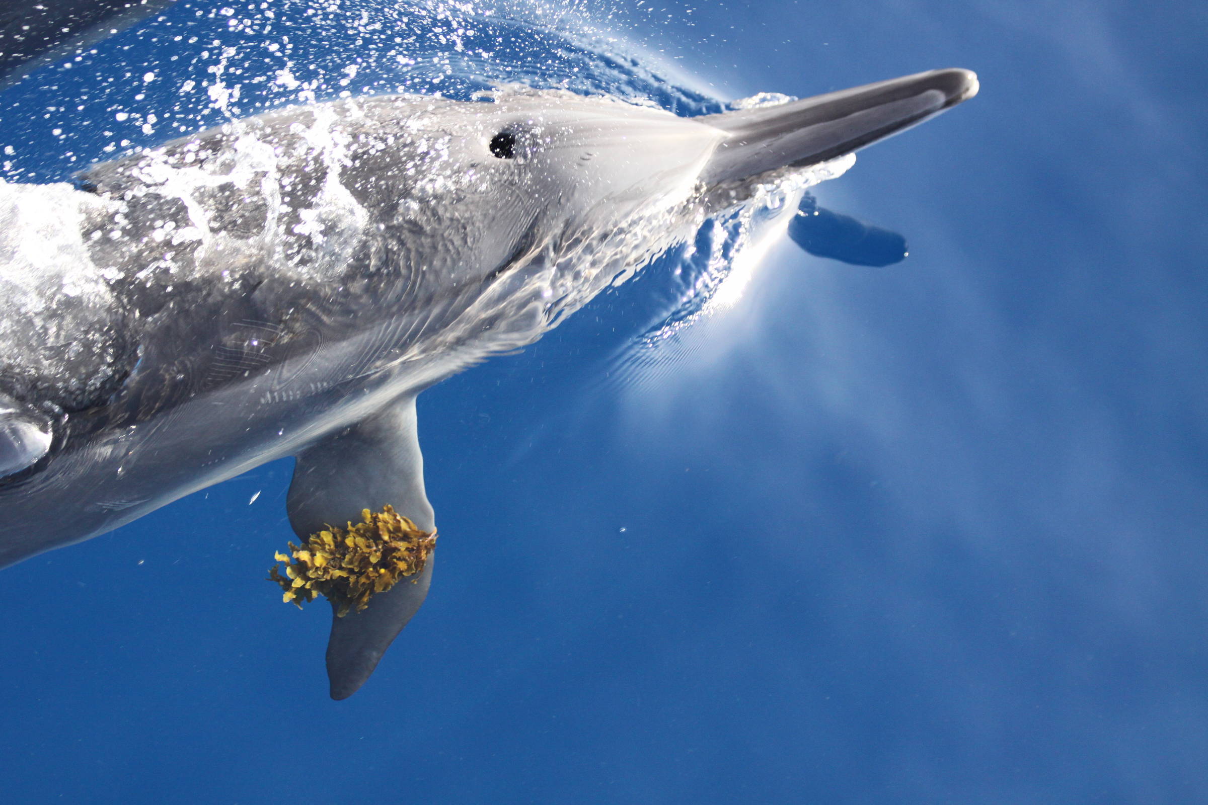 De jogo com algas a comunicação por piruetas, projeto desvenda golfinhos de Fernando de Noronha