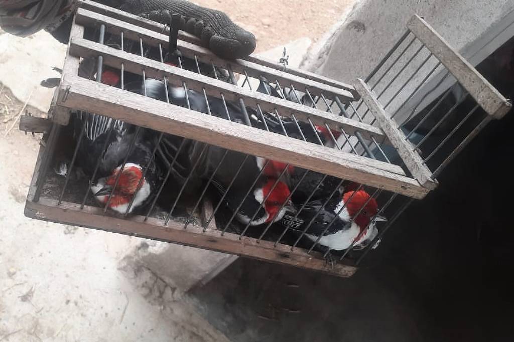 Acusado de ser um dos maiores traficantes de animais silvestres do país é preso na Bahia