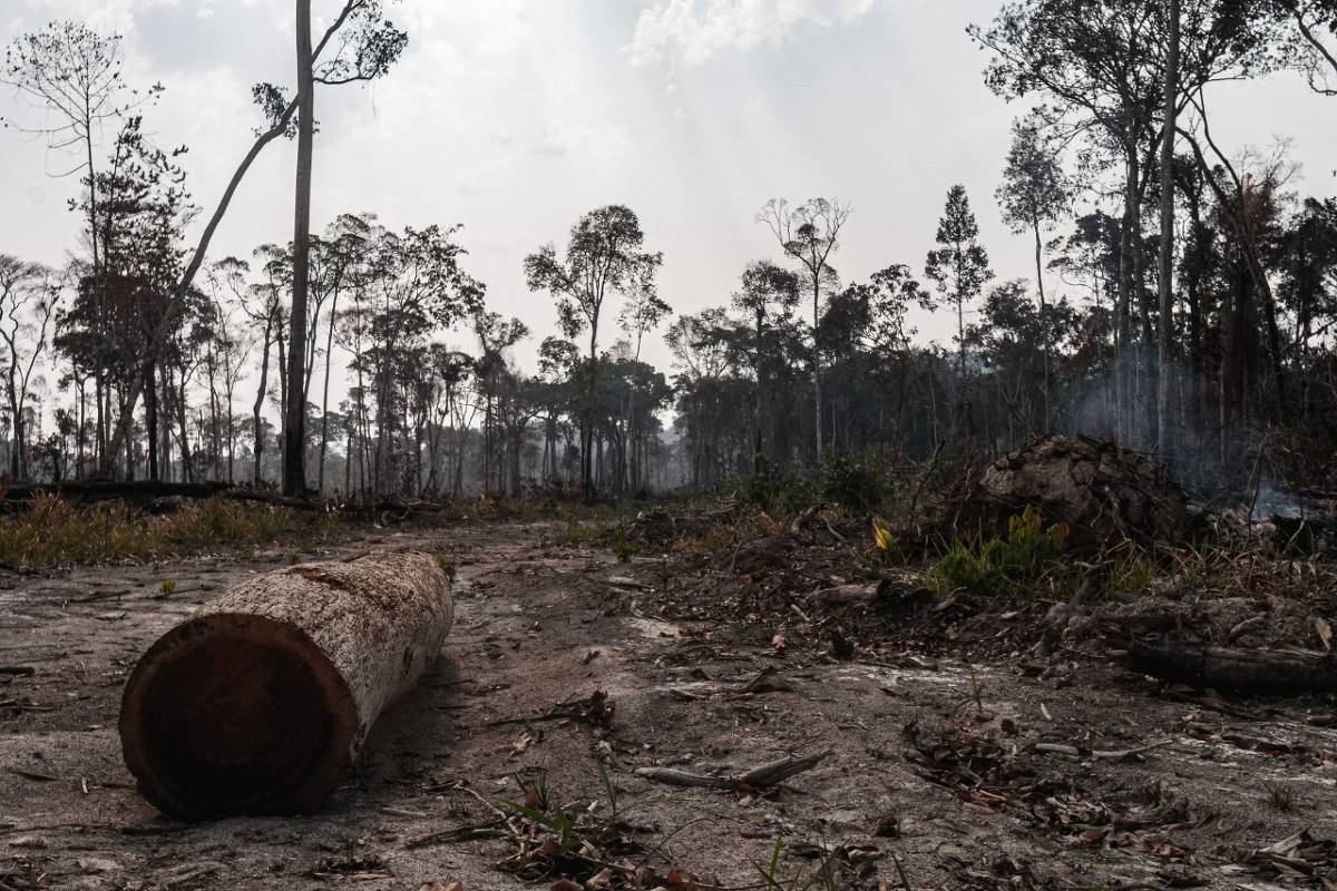 Fundo global pode fazer desmatamento doer no bolso dos governos