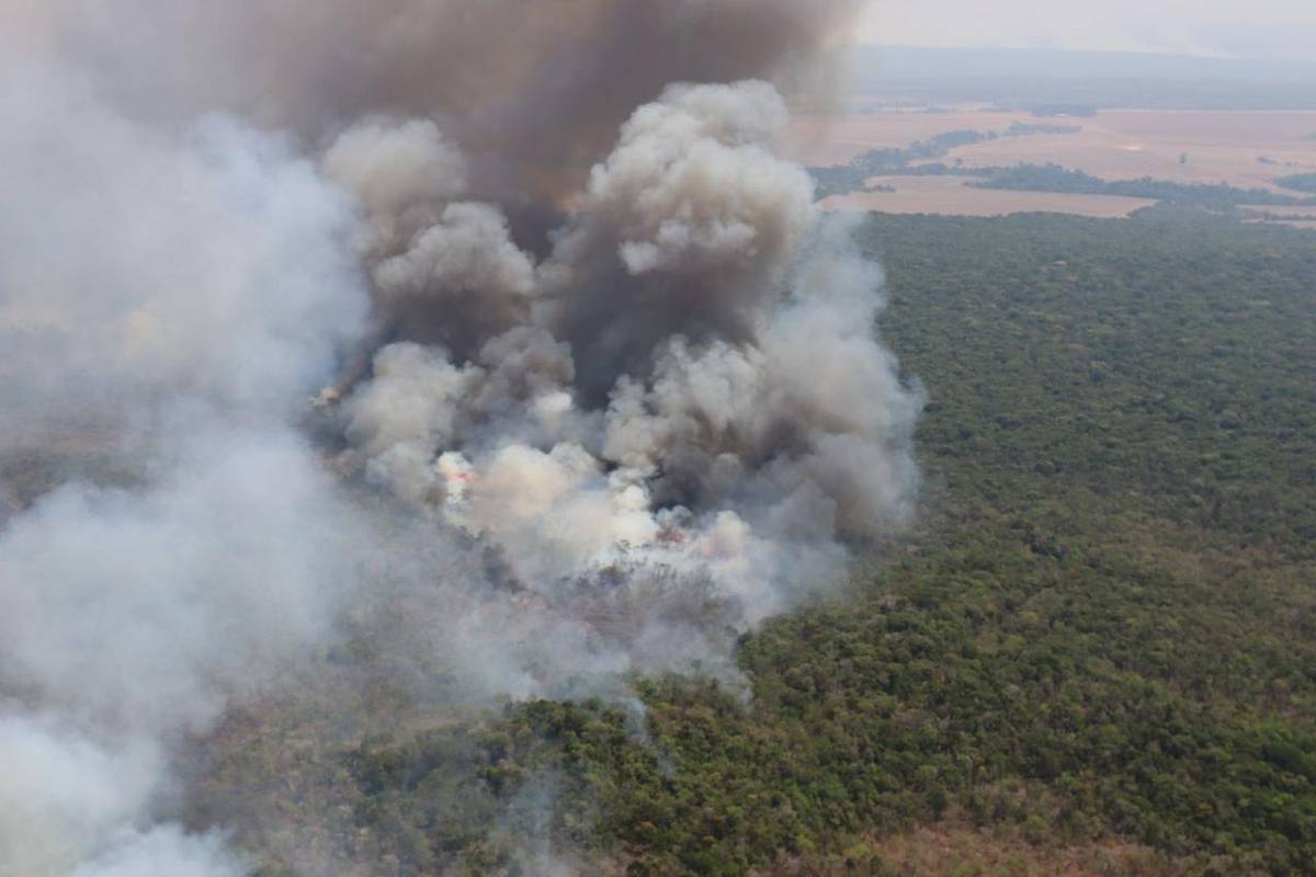 Parque da amazônia enfrenta risco de destruição entre disputas judiciais e queimadas em MT
