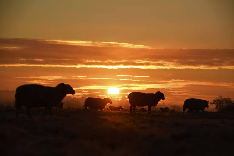 A imagem mostra um pôr do sol com um céu laranja e amarelo, onde várias ovelhas estão visíveis em silhueta no primeiro plano. As ovelhas estão espalhadas pelo campo, enquanto o sol se põe ao fundo, criando um efeito de luz suave e quente.