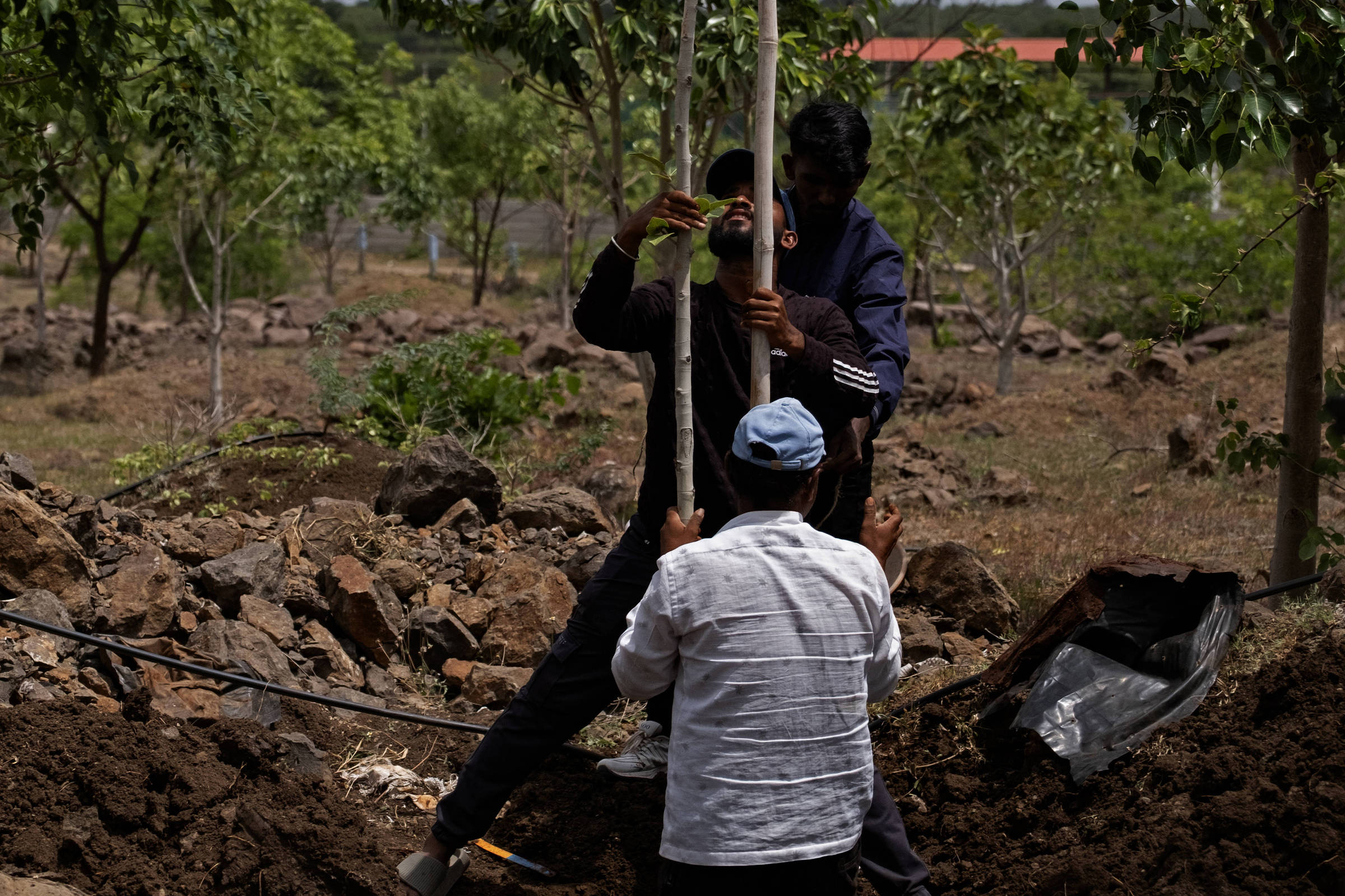 Como um distrito na Índia se uniu para plantar 15 milhões de árvores