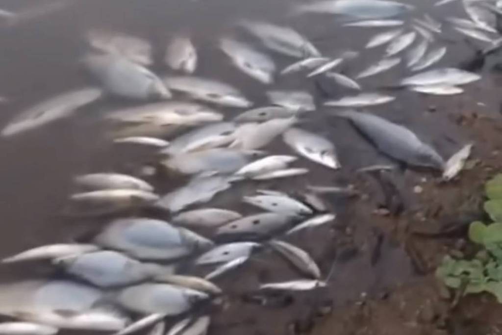 Mortandade de peixes no rio Paraopeba, em MG, é investigada