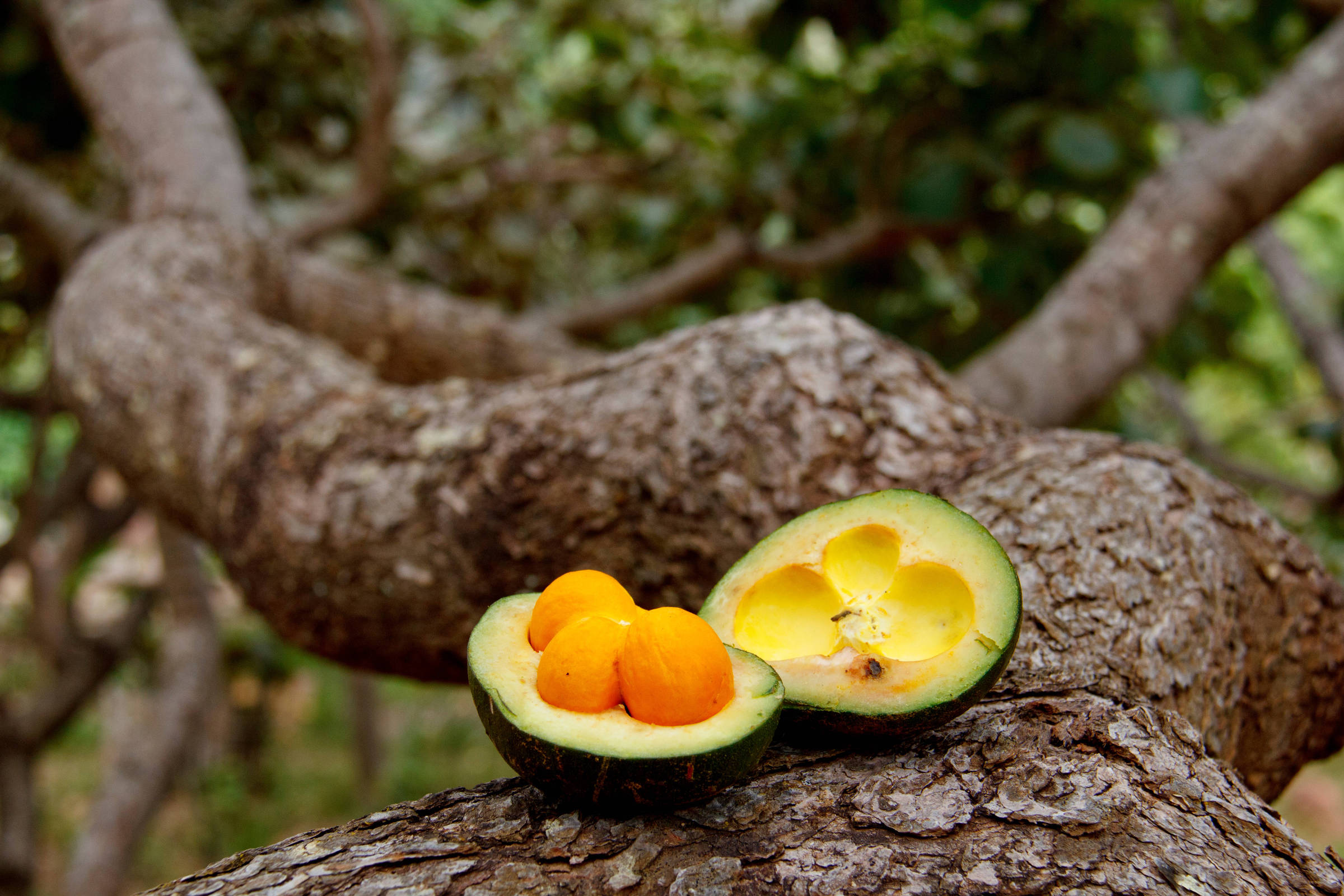 Pequi: o ouro do Cerrado que pode proteger rins, coração e fígado