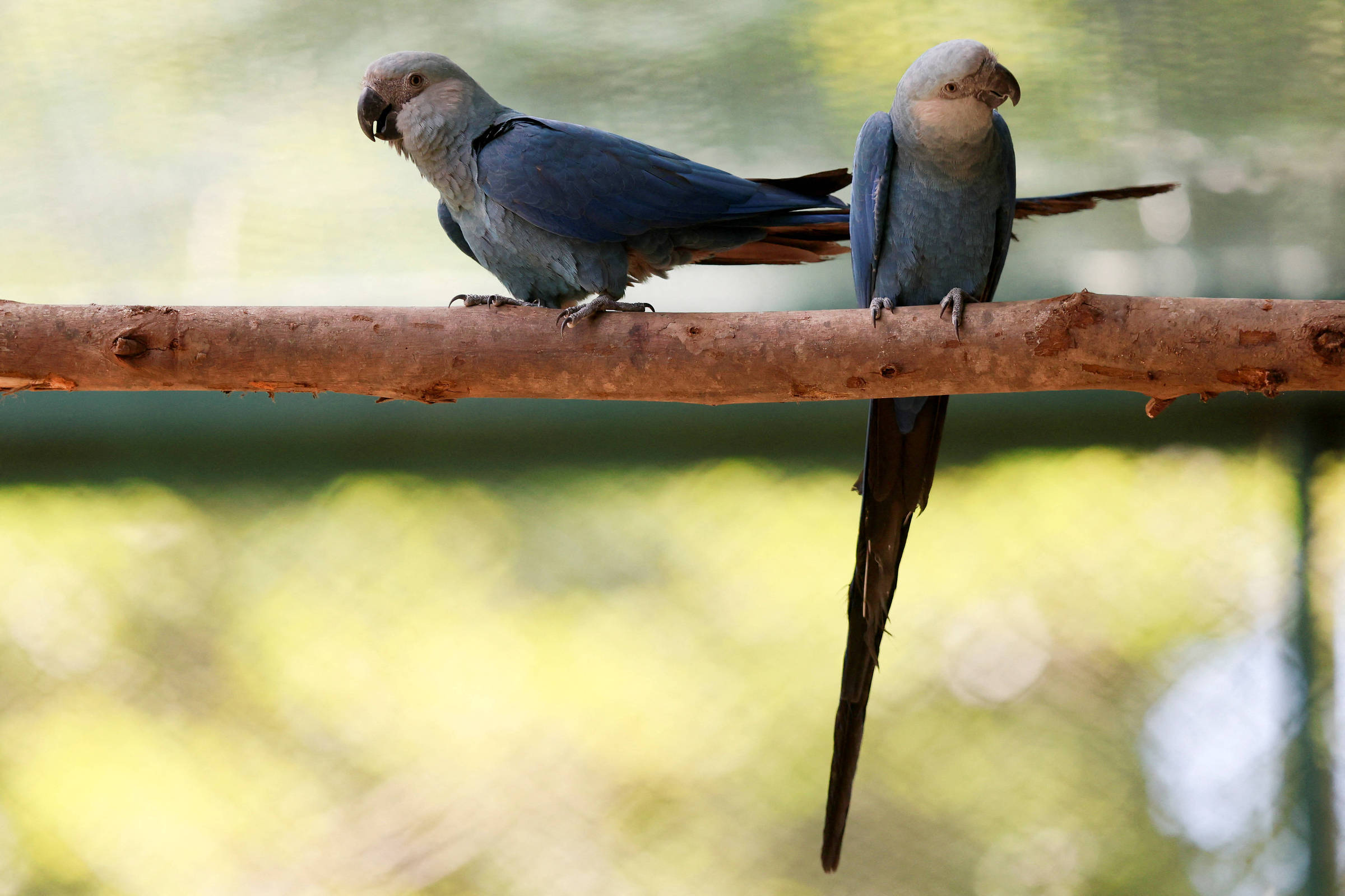 Quase dois meses depois de surto de vírus letal, ararinhas-azuis ainda não foram recapturadas
