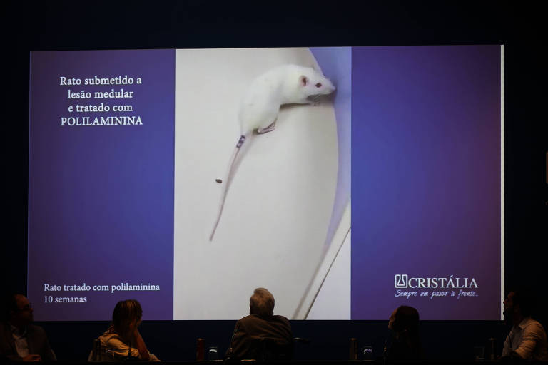 A imagem mostra um rato branco em um fundo claro, aparentemente saudável, que foi submetido a uma lesão medular e tratado com POLILAMININA. O rato está posicionado em uma superfície plana e a imagem é parte de uma apresentação, com texto informativo ao lado. Na parte inferior, há uma referência à empresa Cristália e a duração do tratamento, que é de 10 semanas.