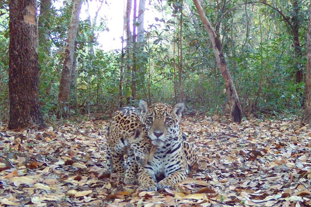 Sesc Pantanal lança votação para escolher nomes para família de onças-pintadas
